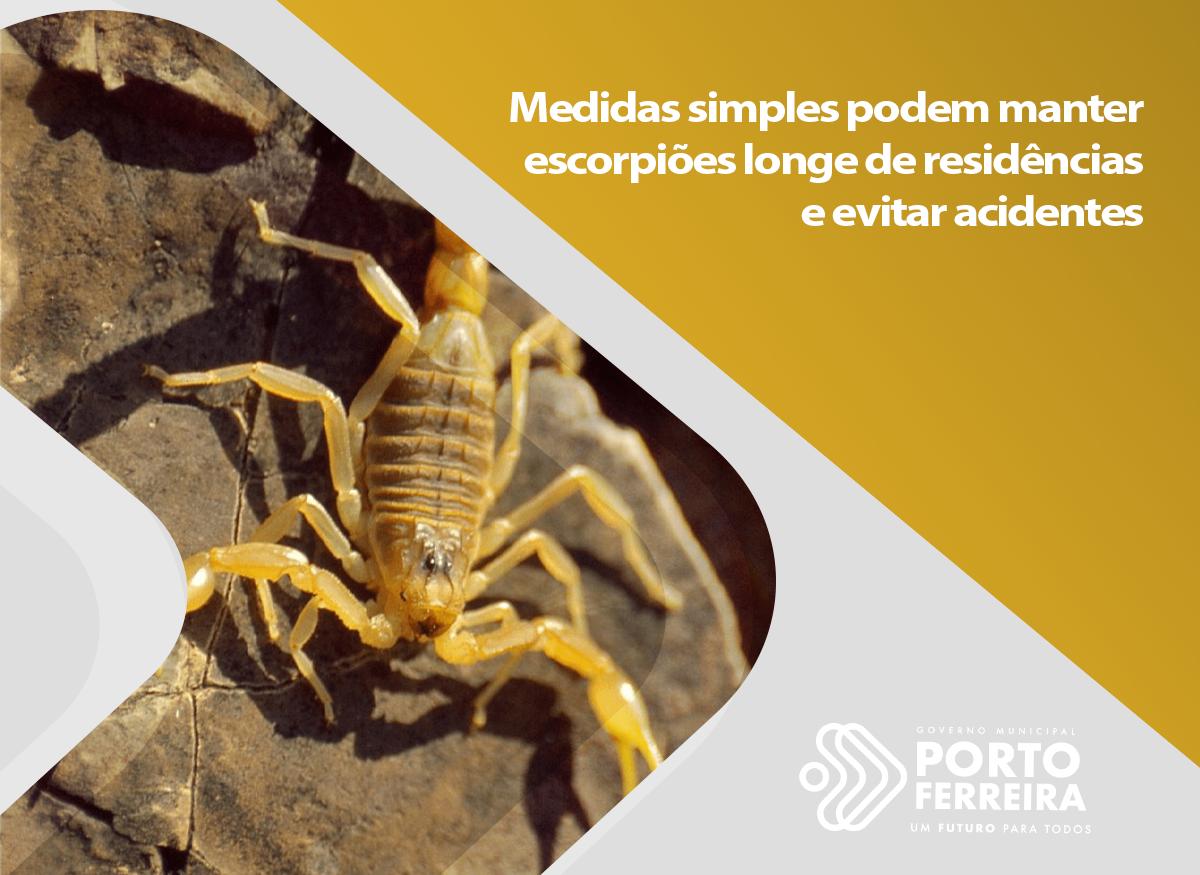 Medidas simples podem manter escorpiões longe de residências e evitar acidentes