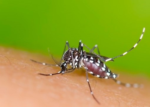 Porto Ferreira registrou 38 casos de dengue até o final da semana passada