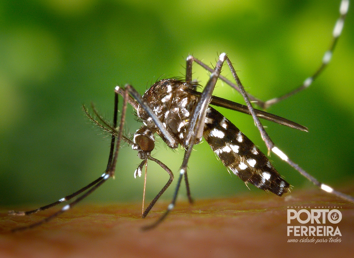 Dengue: índice de densidade larvária no município é o maior em 4 anos; veja bairros mais afetados