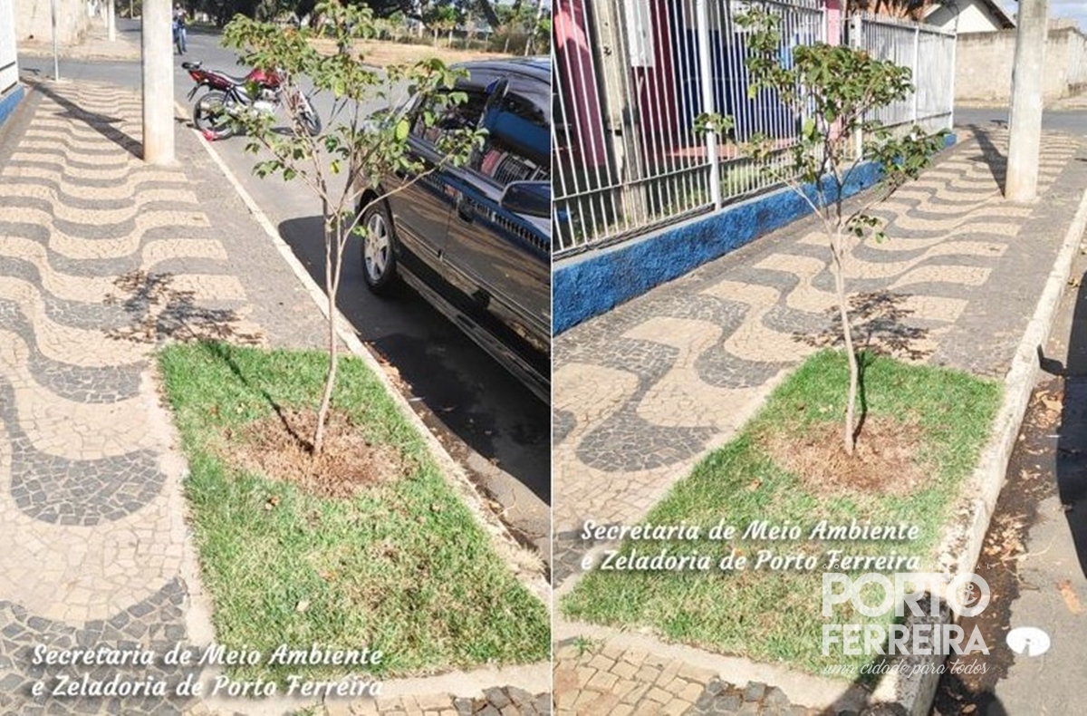 PDF) A Árvore no Espaço Urbano