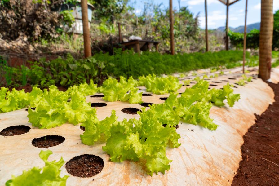 Técnica mulching: Prefeitura de Itabirito instala cobertura para proteção do solo em propriedades de agricultores familiares