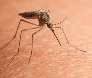 Prefeitura de Itabirito alerta sobre ações para combate a mosquitos e pernilongos