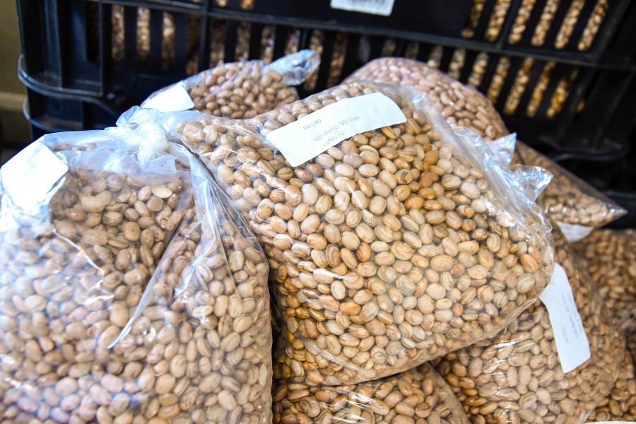 Agricultura familiar: Prefeitura de Itabirito incentiva produtores locais no plantio de feijão e milho verde