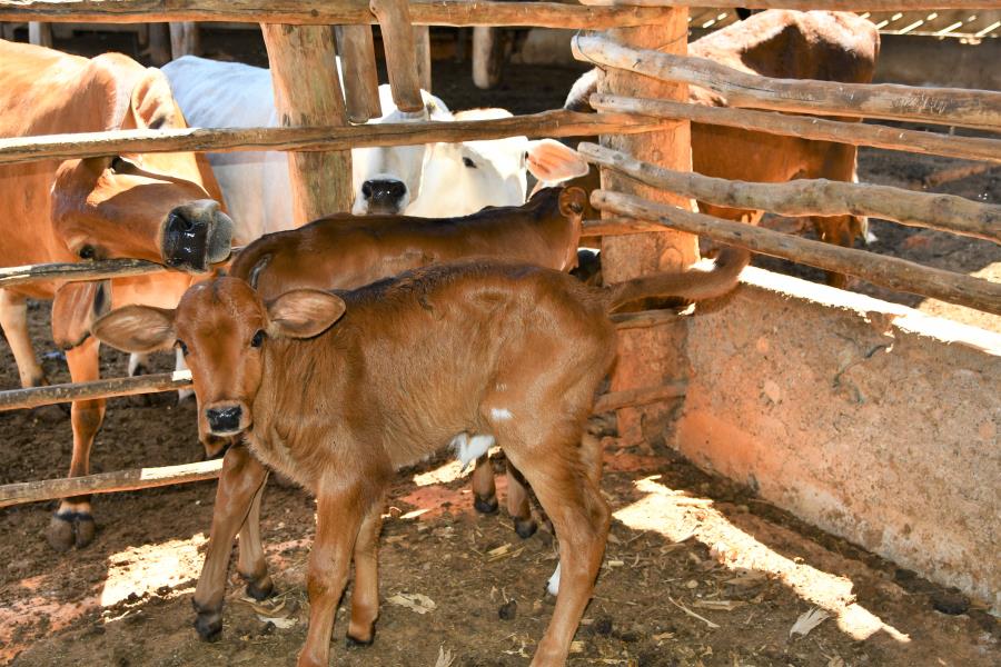Inseminação artificial em bovinos: produtores de Itabirito começam a colher resultados do programa