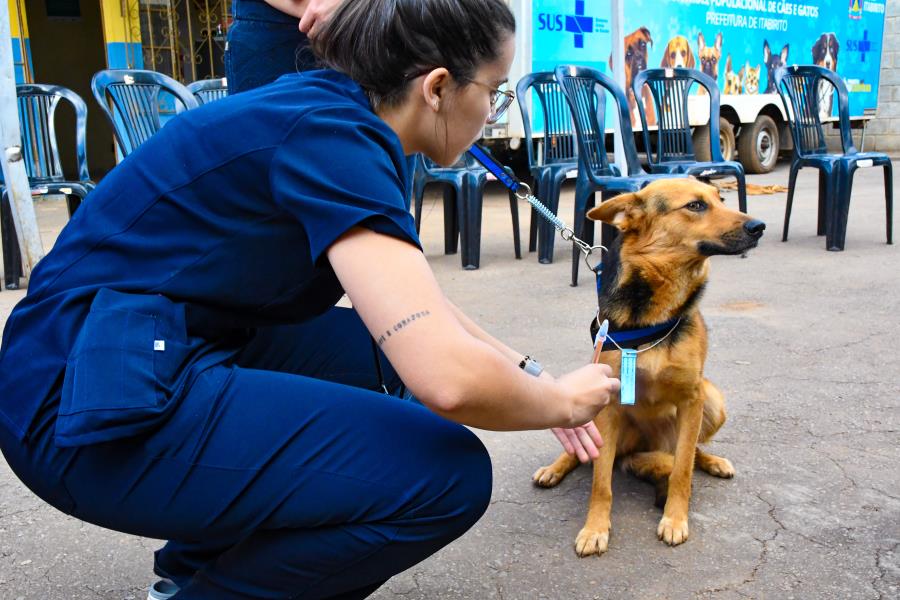 Prefeitura de Itabirito realiza mutirão de castração de cães e gatos em Ribeirão do Eixo
