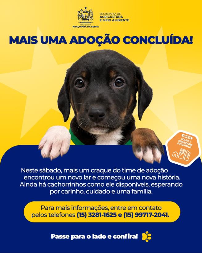 Mais um animal adotado e novos lares seguem disponíveis para adoção