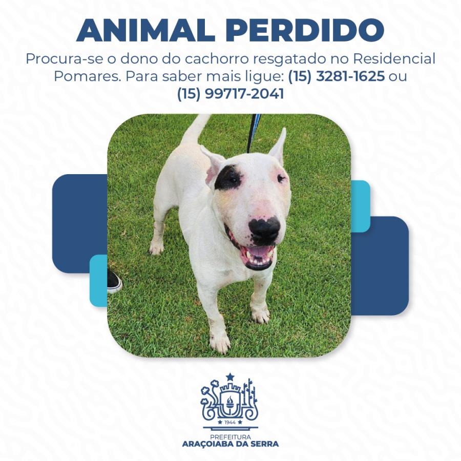 Em busca de um lar!