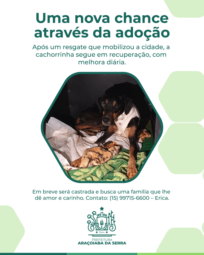 Em Recuperação e Pronta para Adoção Responsável