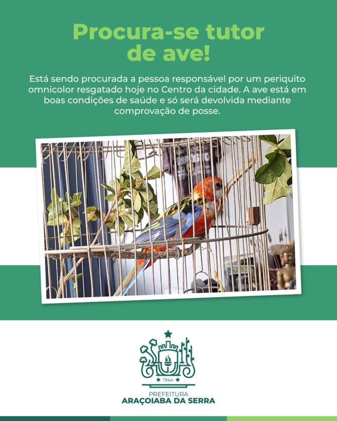 Procura-se Tutor de Ave Resgatada