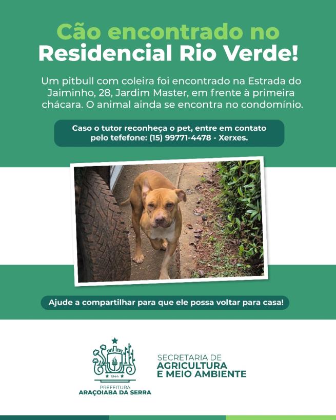 Cão da raça Pitbull é encontrado no Residencial Rio Verde