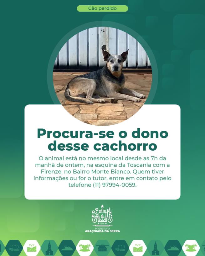 Cachorro Perdido no Bairro Monte Bianco