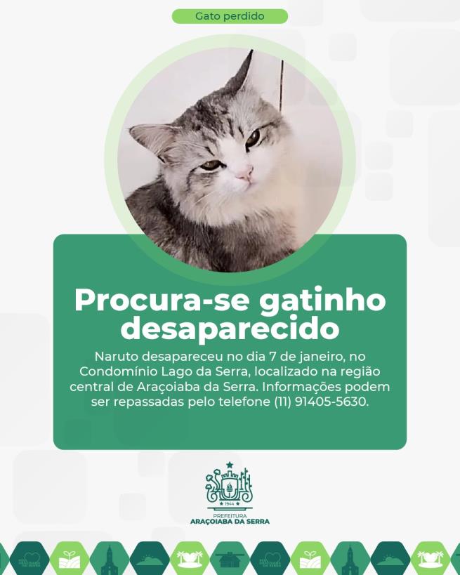 Procura-se Gatinho Desaparecido