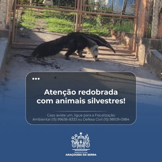 Você sabe o que fazer ao avistar um animal silvestre?