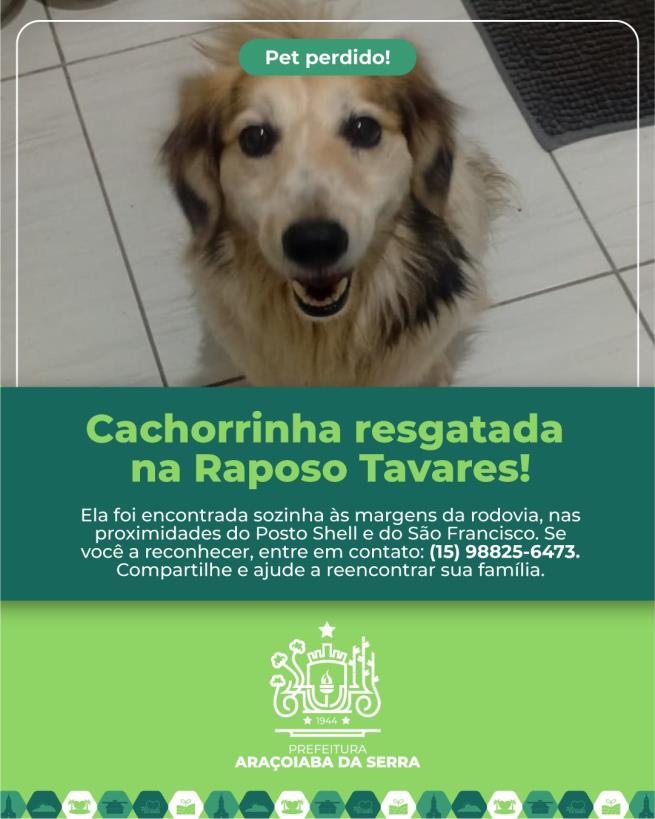 Cachorrinha Resgatada na Raposo Tavares busca por seu dono