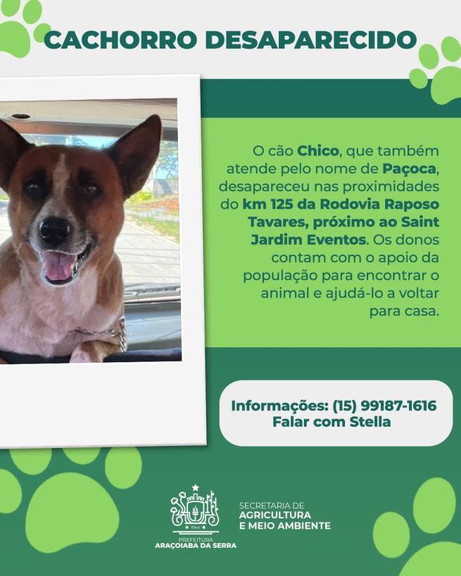 Cachorro Chico (Paçoca) Está Desaparecido na Região do KM 125 da Rodovia Raposo Tavares