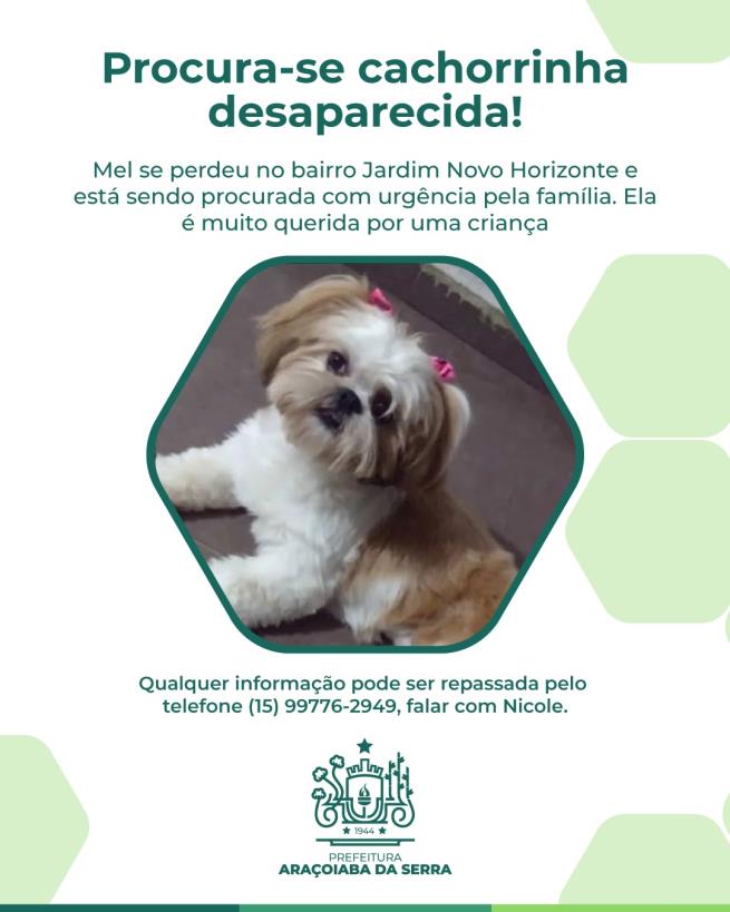 Cachorrinha Mel está desaparecida no Jardim Novo Horizonte