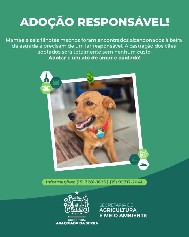 Adoção Responsável: Mamãe e Seis Filhotes Buscam um Lar