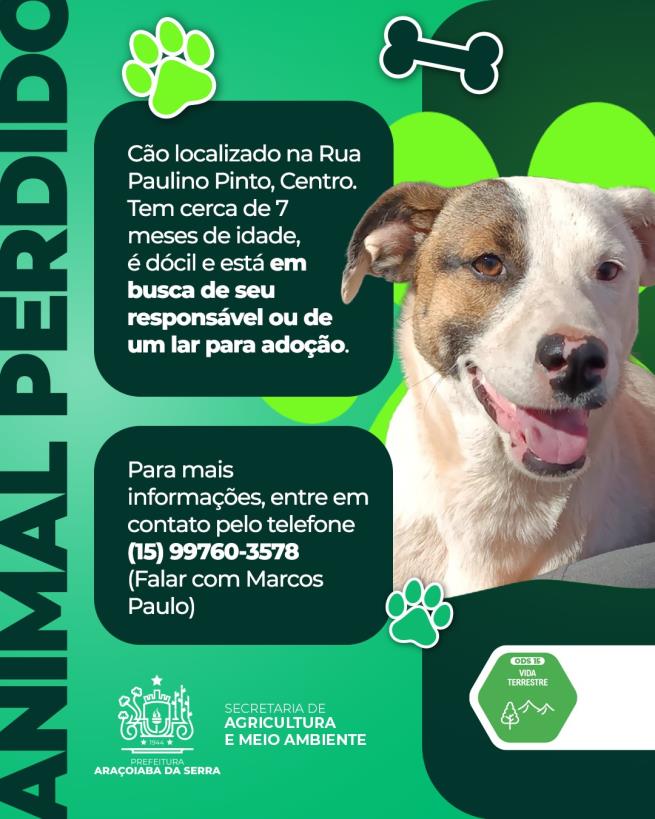 Cão Encontrado Procura seu Tutor