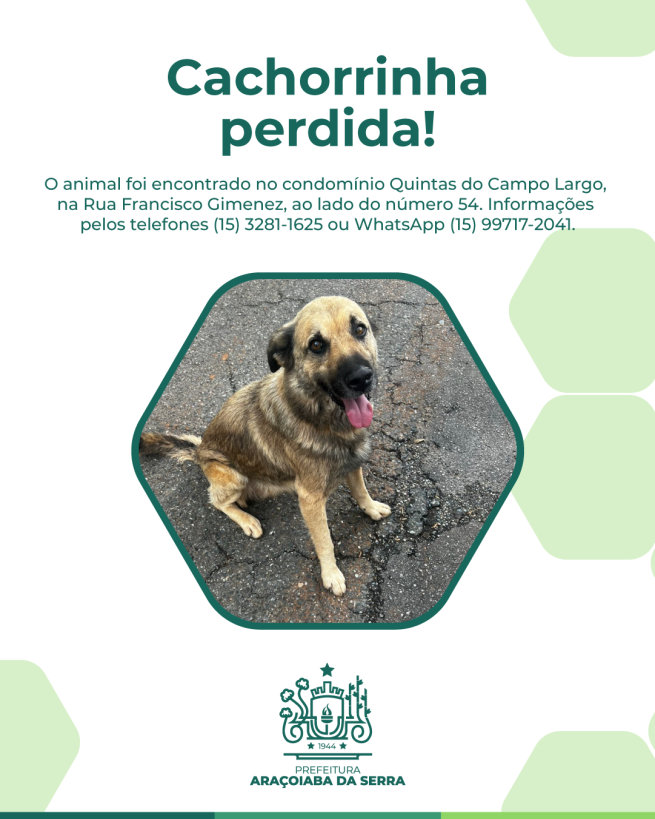 Cachorrinha perdida é encontrada no Quintas do Campo Largo