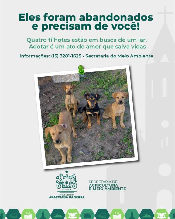 Filhotes Abandonados Precisam de um Lar Urgente