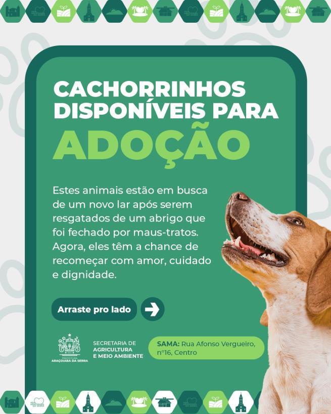 Cachorros Disponíveis para Adoção
