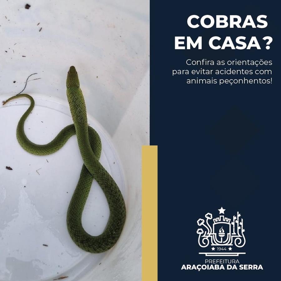 Aparecimento de Cobras