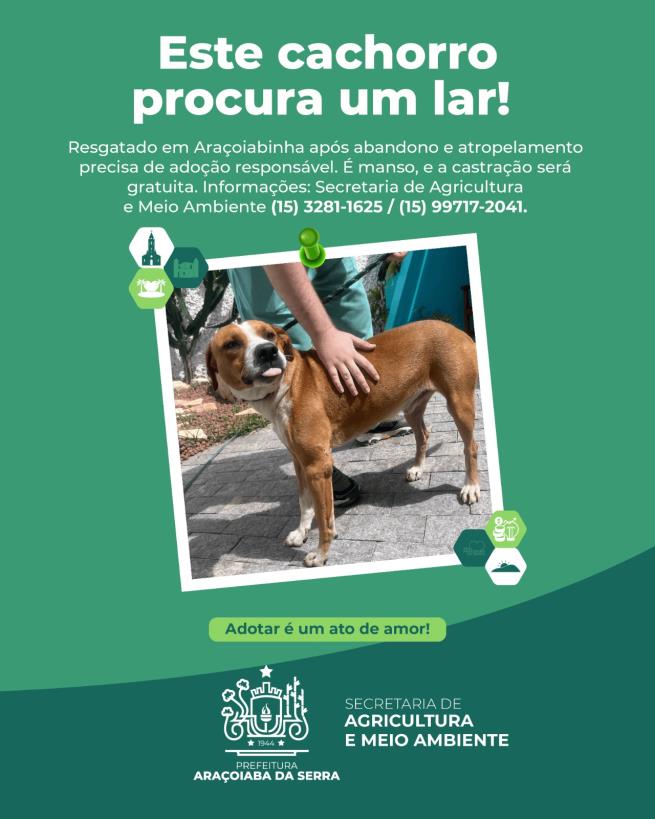Cão Resgatado em Araçoiabinha Busca Lar Responsável