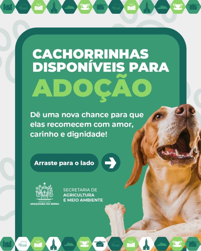 Animais disponíveis para adoção responsável em busca de um novo lar