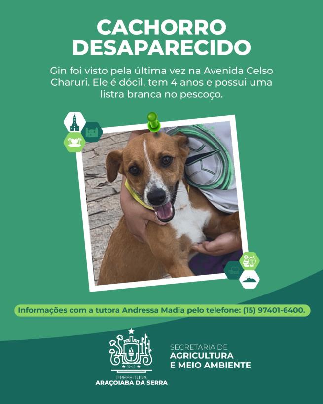 Desaparecimento do cachorro Gin