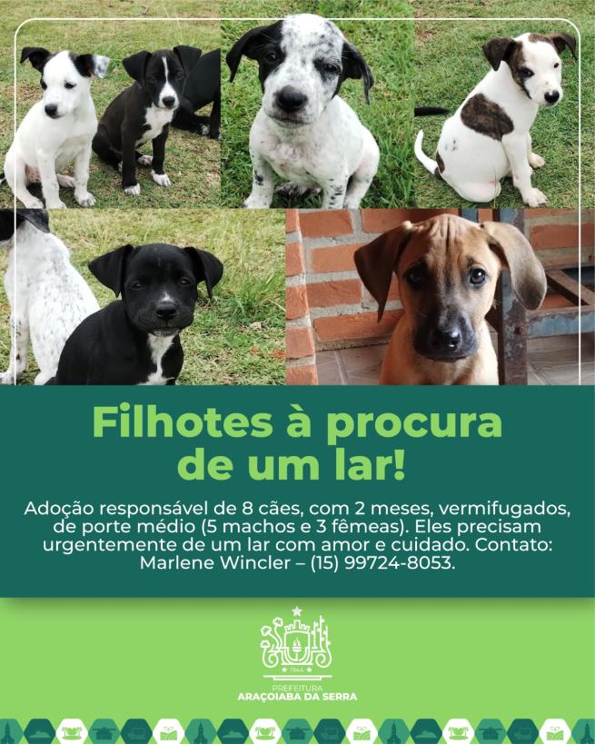 Filhotes de cachorro disponíveis para adoção responsável