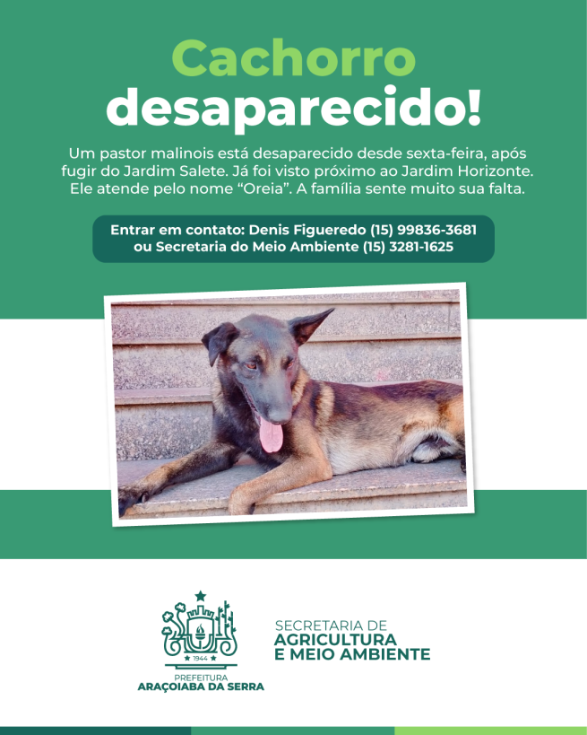 Cachorro da raça Pastor Malinois está desaparecido em Araçoiaba da Serra