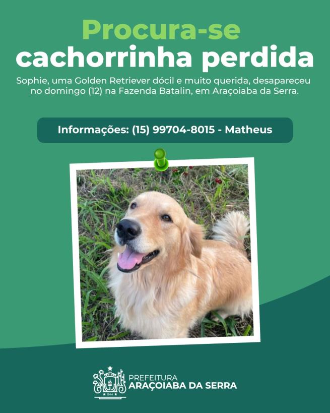 Ajuda para Encontrar Sophie: Golden Retriever Desaparecida em Araçoiaba da Serra