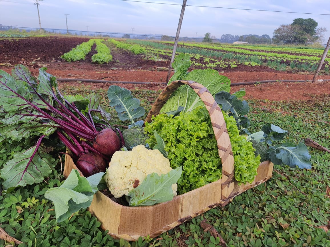 Fazenda Municipal produziu, em dezembro de 2022, mais de 952 kits de verduras, legumes e hortaliças
