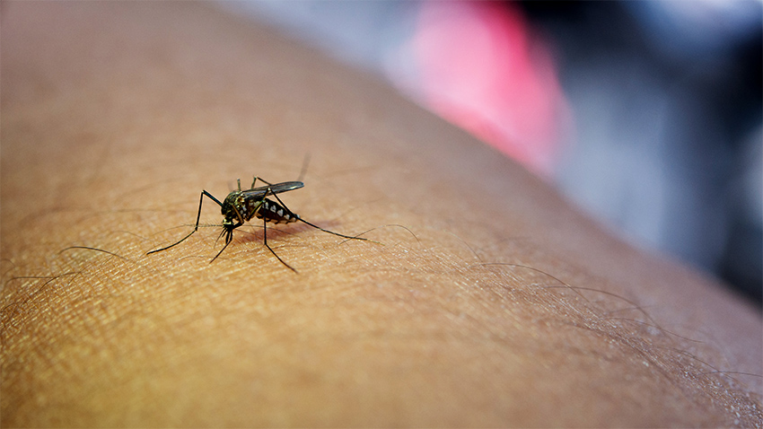 Saúde intensifica combate à dengue com vistorias em casas