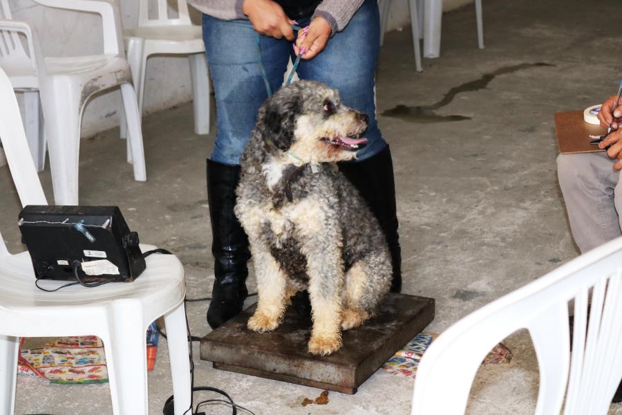 9ª Etapa da Campanha de Castração de pequenos animais acontece no Ginásio de Esportes
