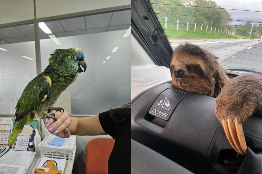 Secretaria de Meio Ambiente realiza resgate e manejo de animais silvestres