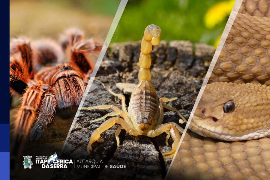 Prevenção é a melhor estratégia para evitar acidentes com animais peçonhentos