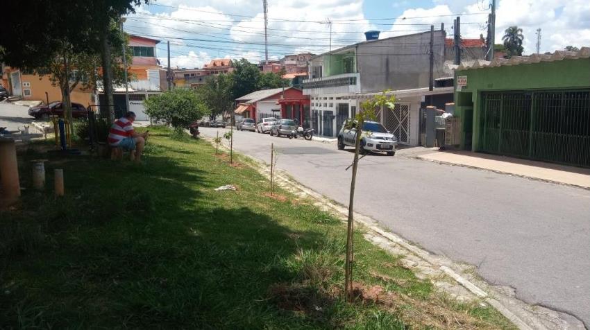 Prefeitura planta espécies da Mata Atlântica nos bairros Sônia Maria e Parque Paraíso