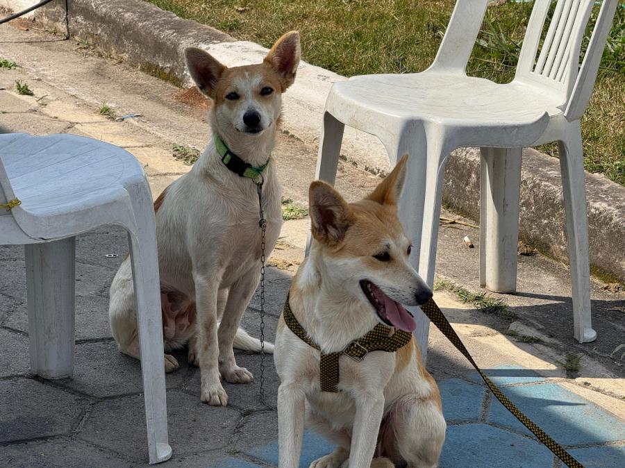 Campanha de Castração Móvel chega ao Jardim Jacira
