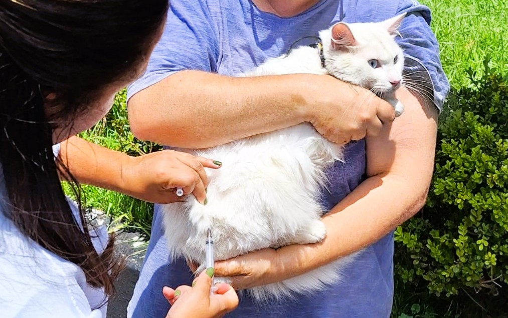 Saúde Animal: Jardim Itapecerica recebe 15ª etapa da campanha de vacinação antirrábica