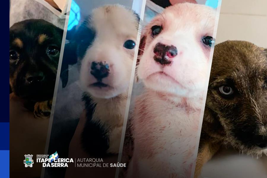 Centro de Controle de Zoonoses (CCZ) realiza campanha de adoção de cães e gatos