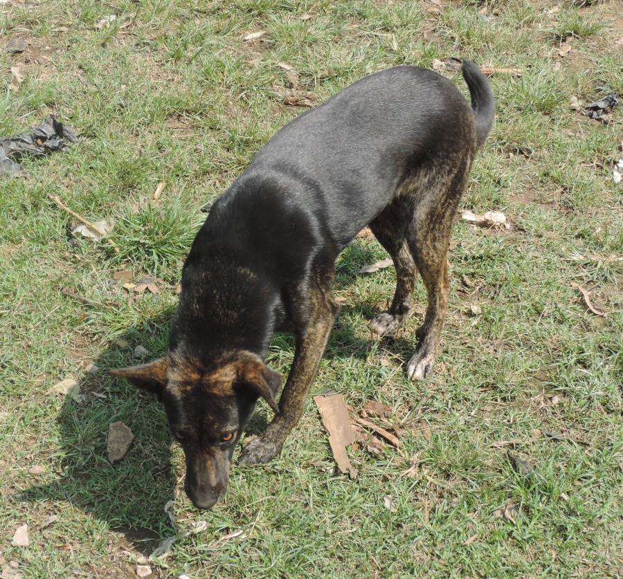QUEIMADA