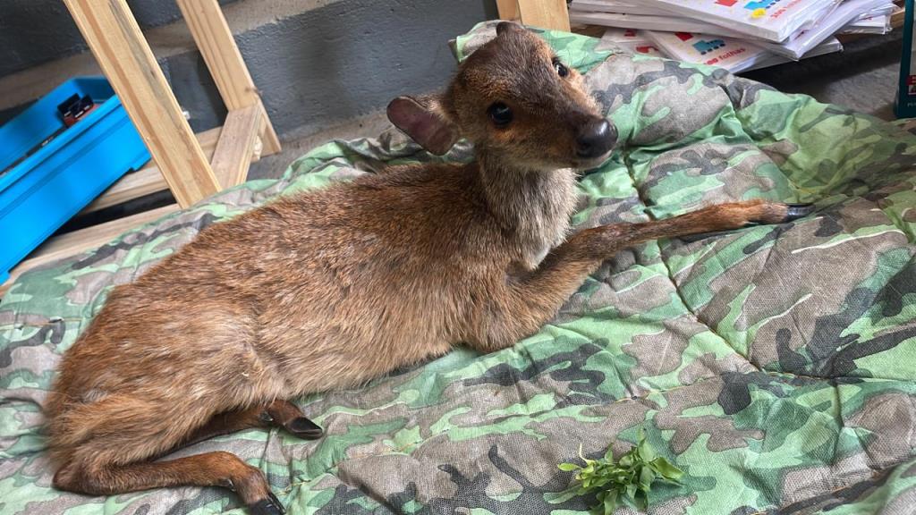 Resgate de animais silvestre em Itapecerica da Serra