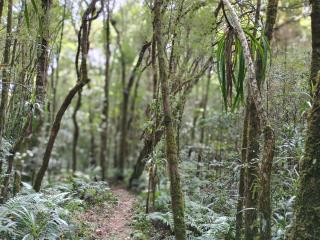 Caminhada Celso Aramis