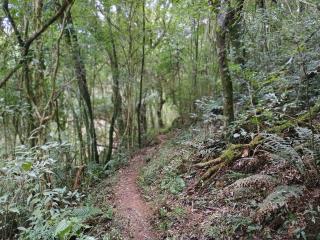 Caminhada Celso Aramis