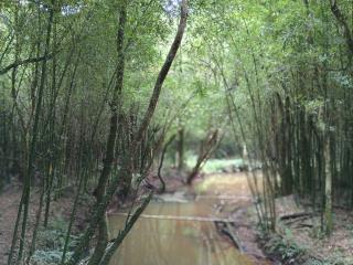 Caminhada Celso Aramis