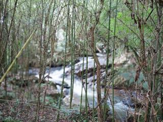 Caminhada Celso Aramis