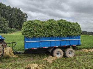 PRODUÇÃO DE SALSINHA  (1)