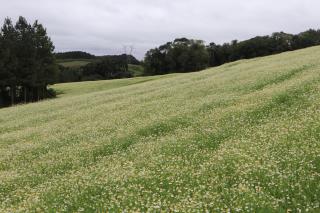 CAMINHADA NA NATUREZA (308)