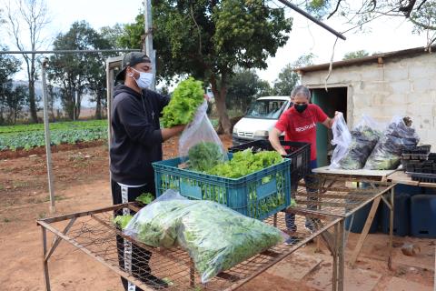 1º-08-2022 Horta Municipal_1ª colheita(16)